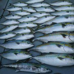 サンマリン 釣果