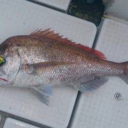 遊漁船 家入 釣果