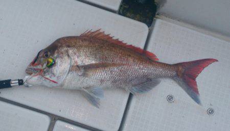 遊漁船 家入 釣果