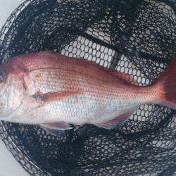 遊漁船 家入 釣果