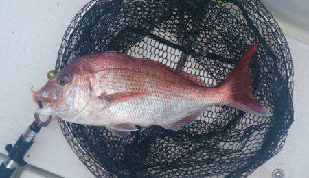 遊漁船 家入 釣果