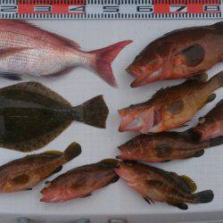 遊漁船 家入 釣果