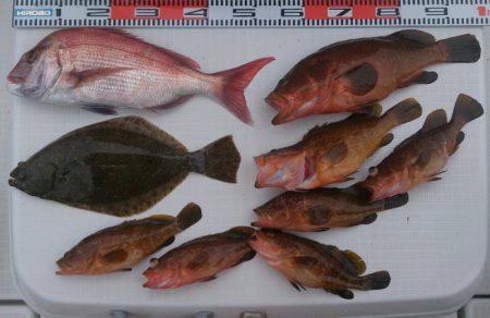 遊漁船 家入 釣果