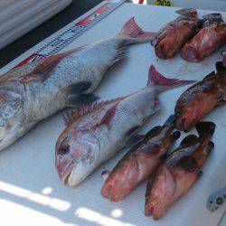 遊漁船 家入 釣果