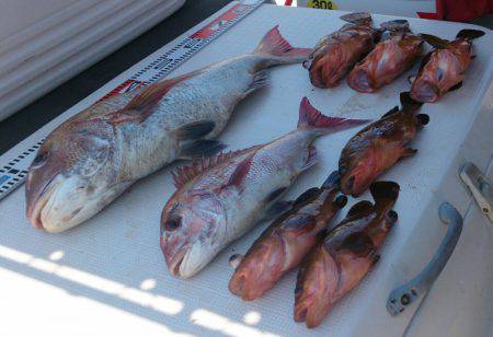 遊漁船 家入 釣果