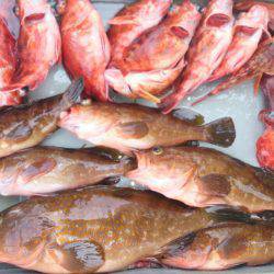 遊漁船 家入 釣果