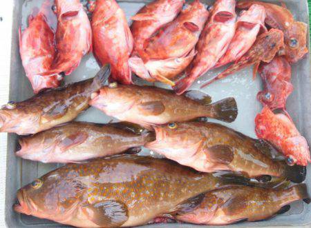 遊漁船 家入 釣果