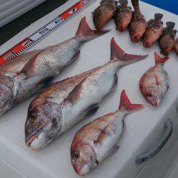 遊漁船　家入 釣果