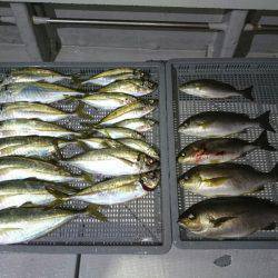 エンペラー 釣果