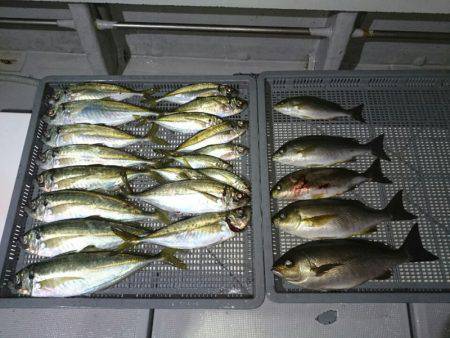 エンペラー 釣果