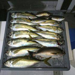 エンペラー 釣果