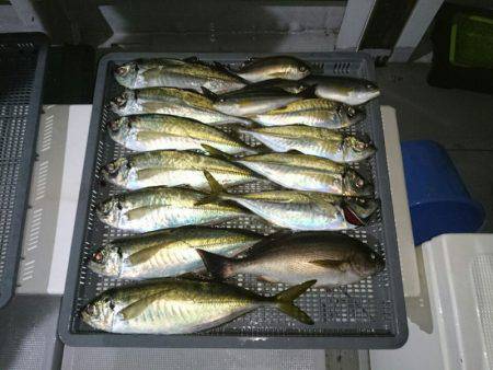 エンペラー 釣果