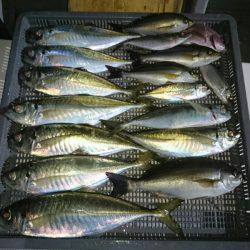 エンペラー 釣果