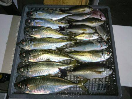 エンペラー 釣果