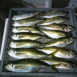 エンペラー 釣果