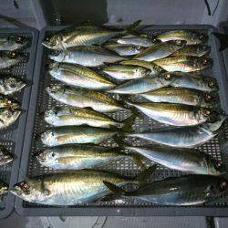 エンペラー 釣果