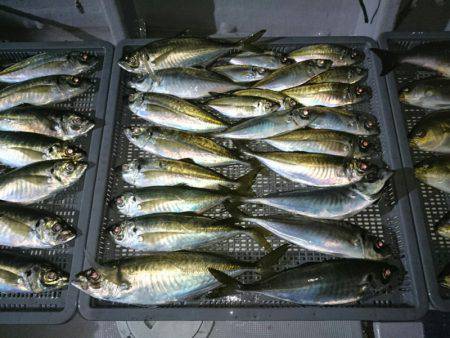 エンペラー 釣果