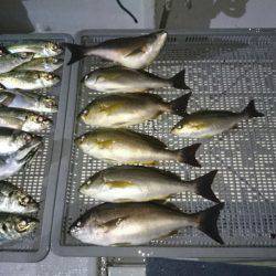 エンペラー 釣果