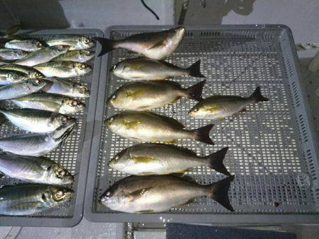 エンペラー 釣果