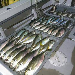 エンペラー 釣果