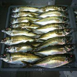 エンペラー 釣果