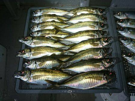 エンペラー 釣果