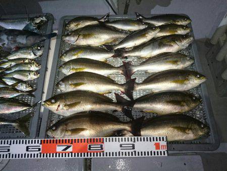 エンペラー 釣果