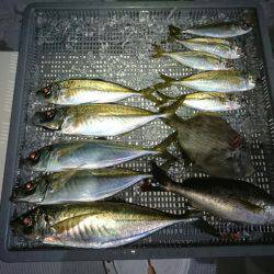 エンペラー 釣果