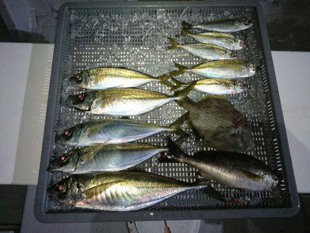 エンペラー 釣果