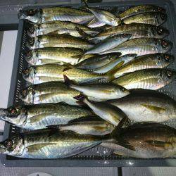 エンペラー 釣果