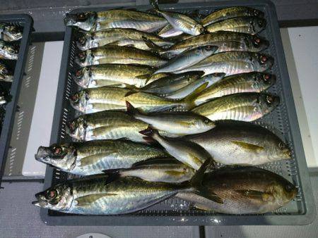 エンペラー 釣果