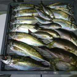 エンペラー 釣果