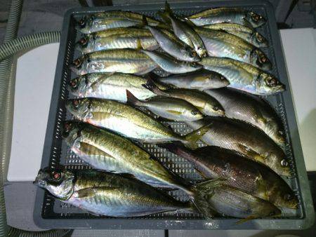 エンペラー 釣果