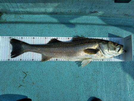 アマテラス 釣果