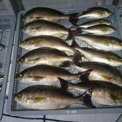 エンペラー 釣果