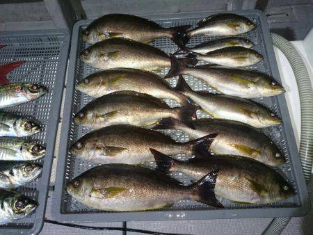 エンペラー 釣果