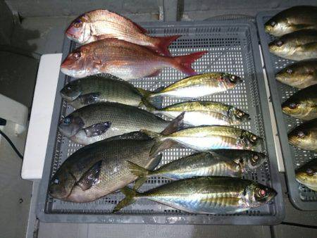 エンペラー 釣果