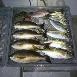 エンペラー 釣果