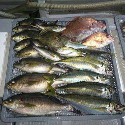 エンペラー 釣果