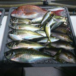 エンペラー 釣果