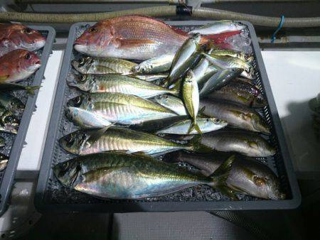 エンペラー 釣果