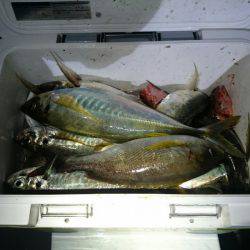 エンペラー 釣果