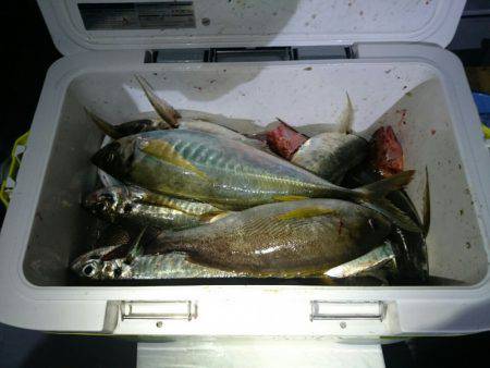 エンペラー 釣果