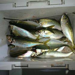 エンペラー 釣果