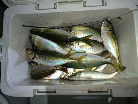 エンペラー 釣果