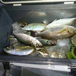 エンペラー 釣果