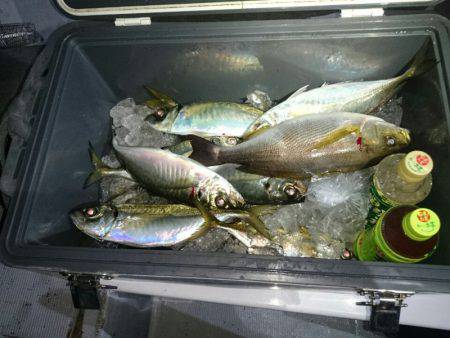 エンペラー 釣果