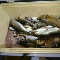 エンペラー 釣果