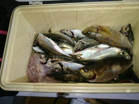 エンペラー 釣果