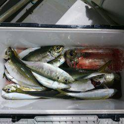 エンペラー 釣果